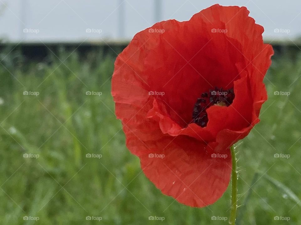 A bright red poppy against a backdrop of green grass highlighting the complementary colors in nature.