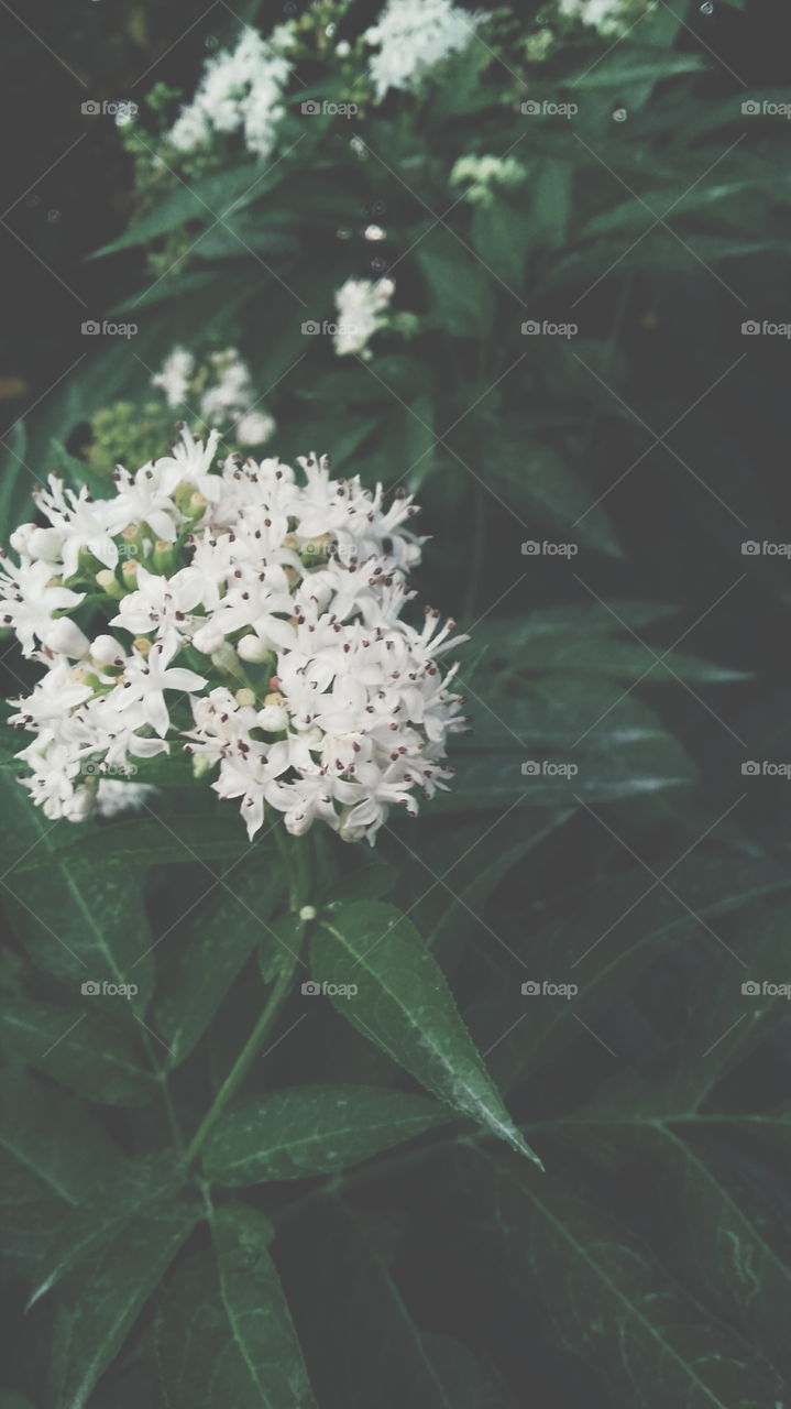 Forest white flowers