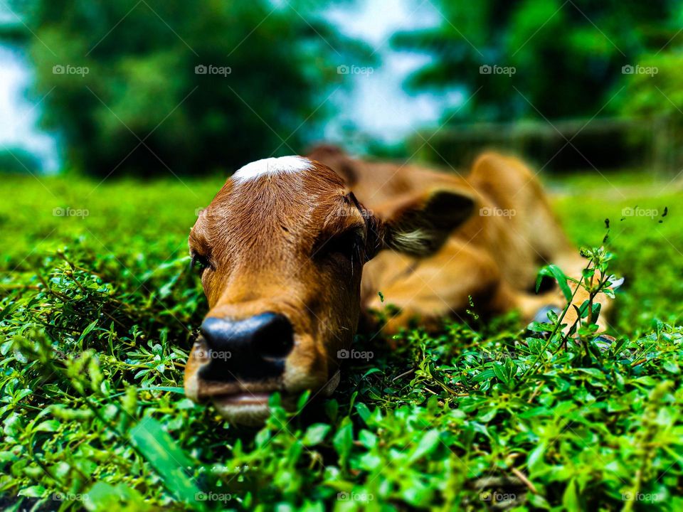 This calf is ours.  I took photos of this calf.  Calf survival is very beautiful.  There is a white spot on the forehead.  So the animal looks very beautiful.