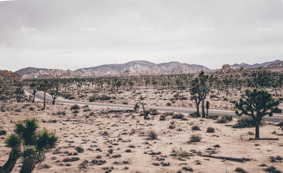 Joshua tree