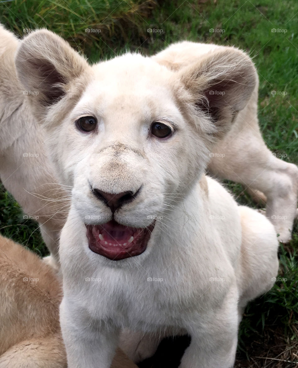 Smiling lion cub