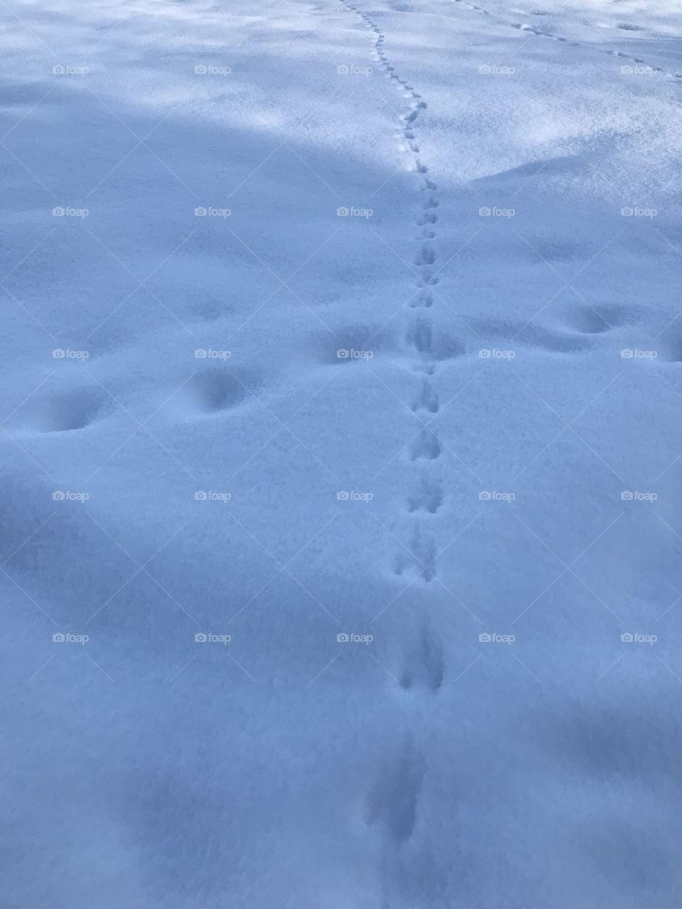Snow tracks 