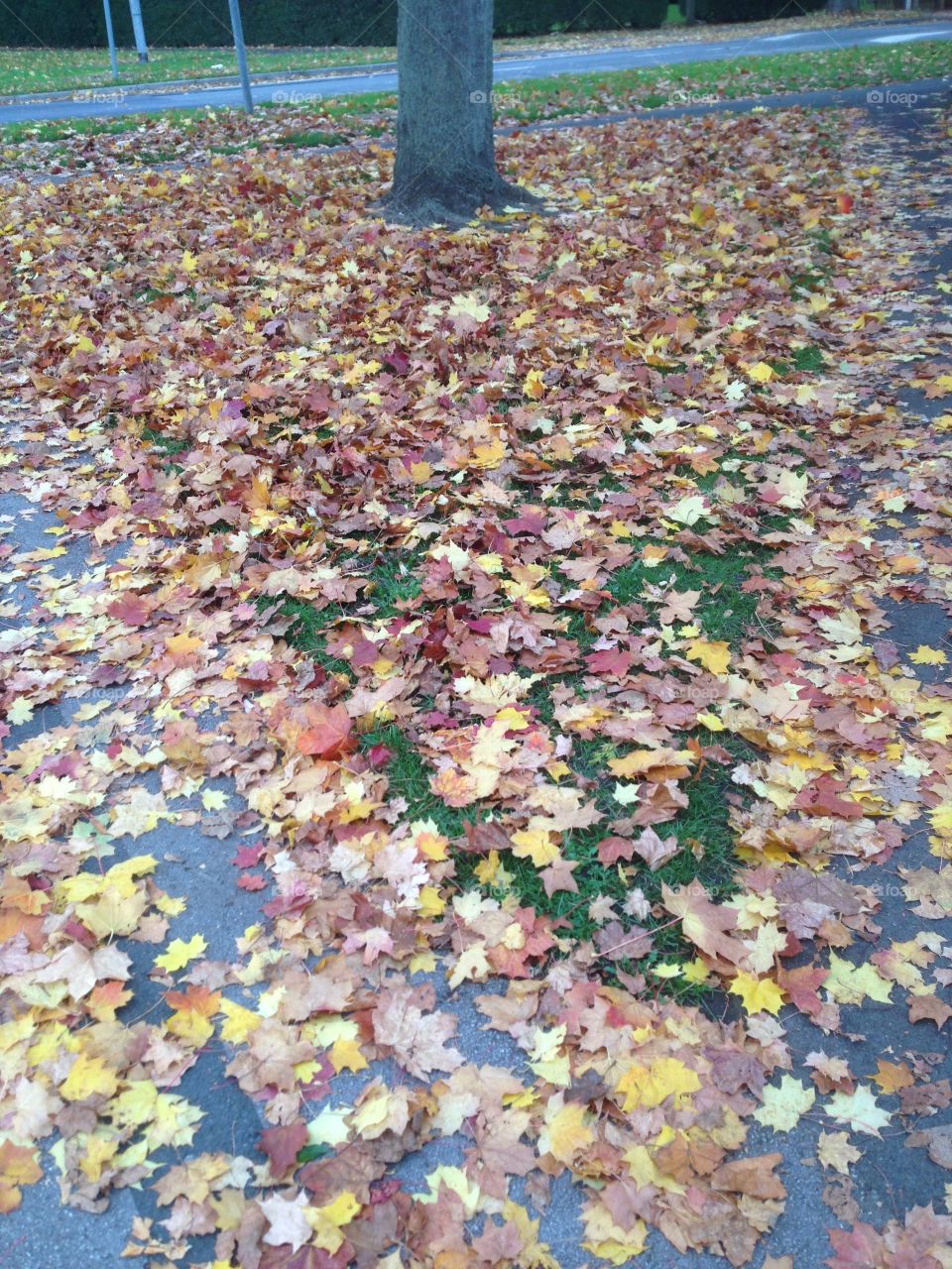 Autumn carpet. A cup at a glorious coloured leaves