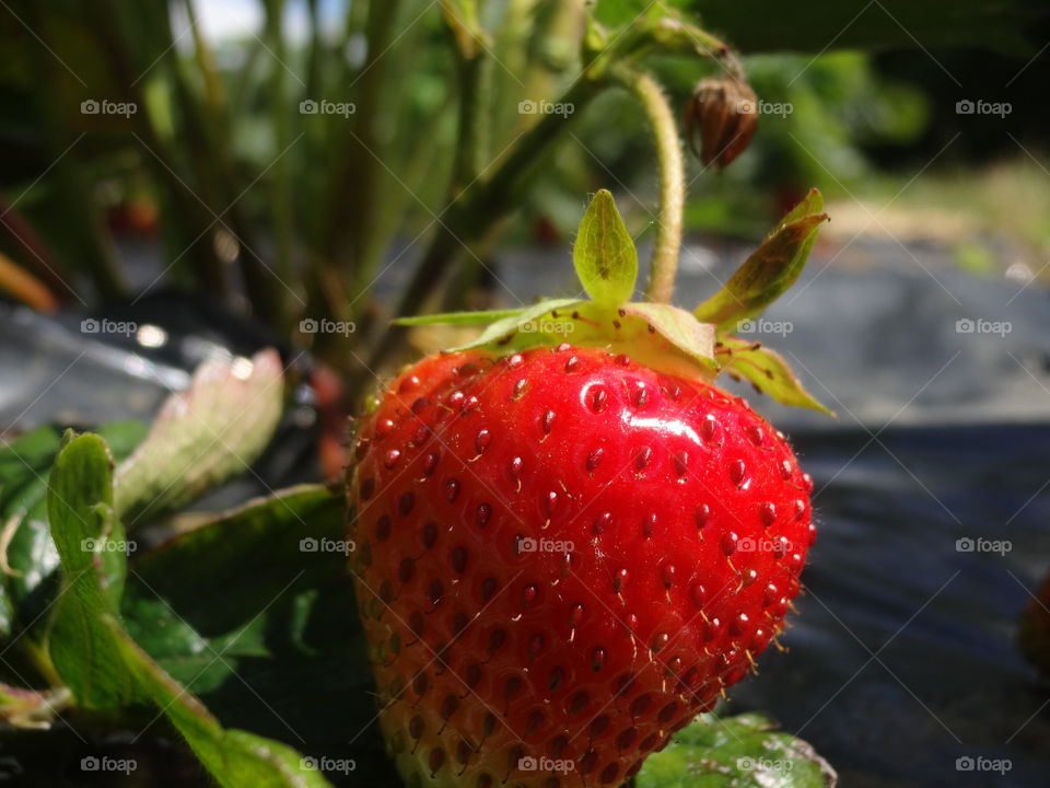 strawberry