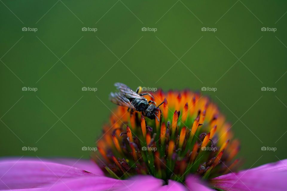bee