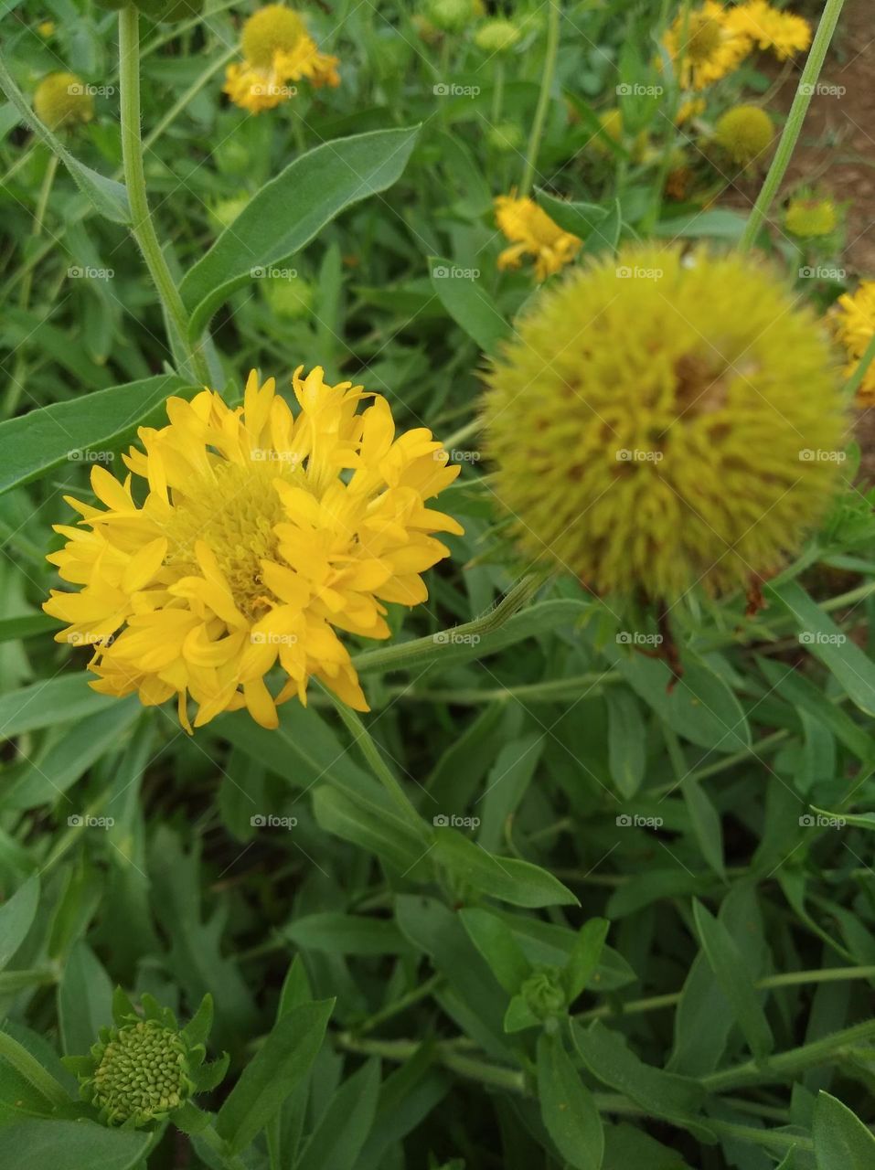 sunflower yellow seasonal fresh shurb small size looks very beautiful generally found everywhere