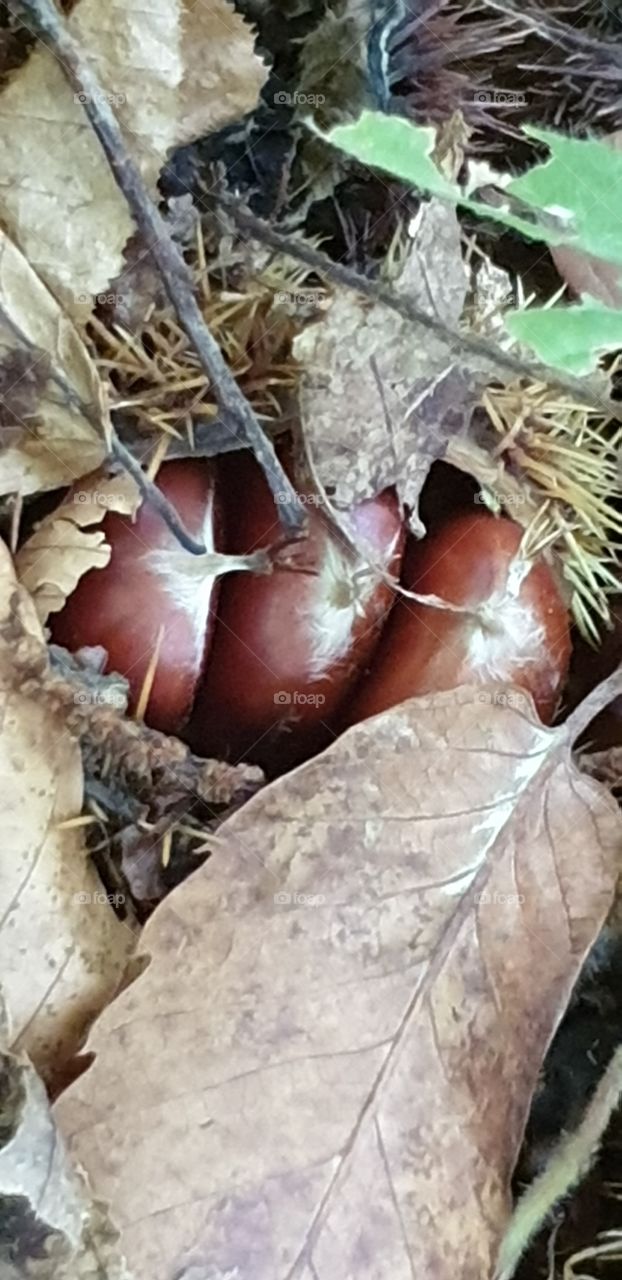 chestnuts