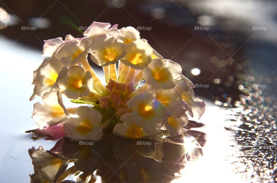 Close-up photo of flowers laying in a puddle of water.