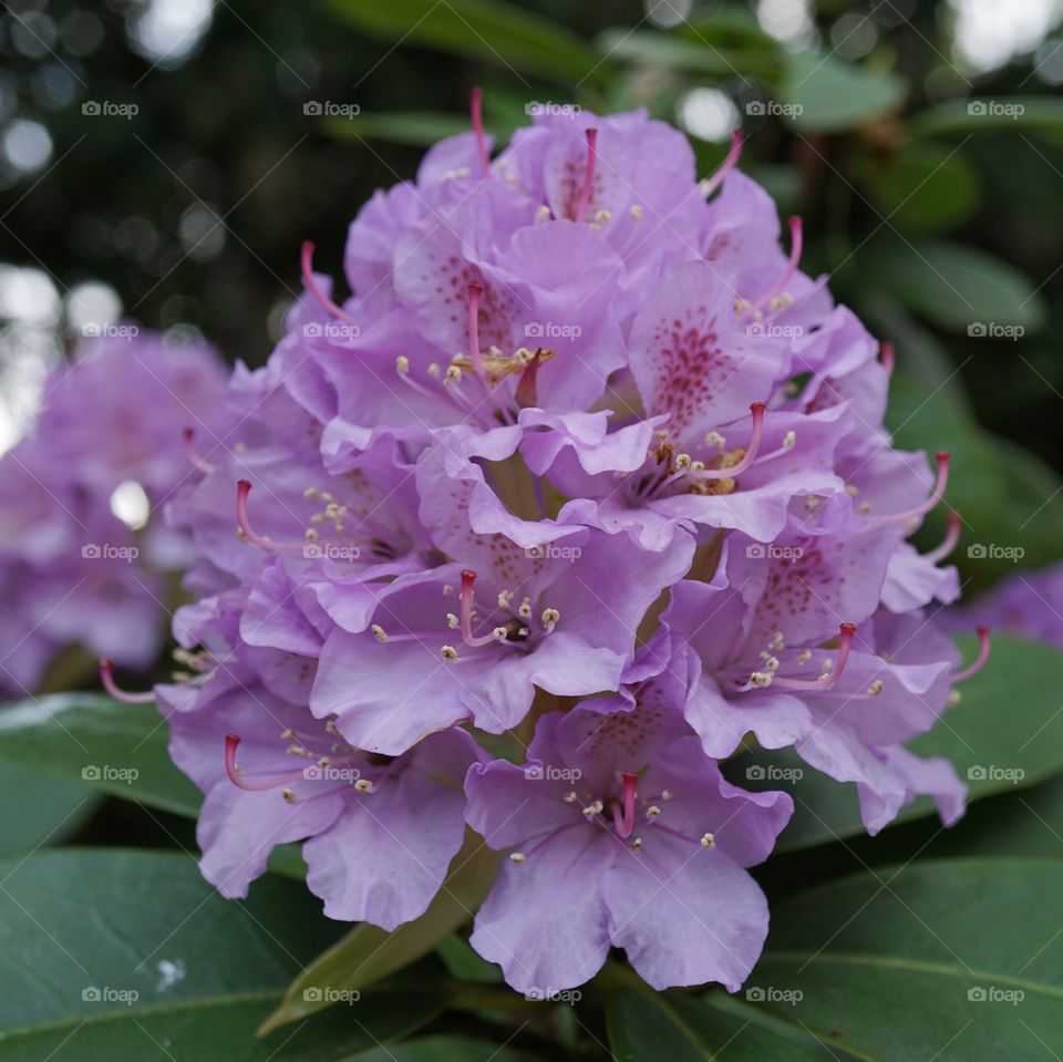 Rhododendron bush ... beautiful pinky lilac colour ... so pretty when the abundance of huge flowers appear in Spring 🌺