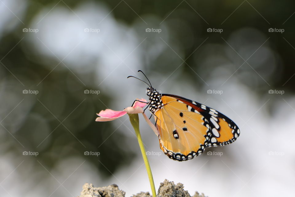 beautiful butterfly on little flower