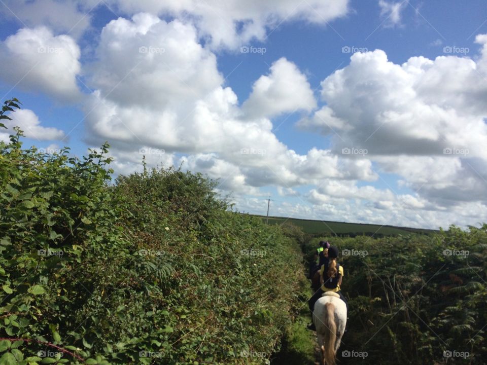 Hedges and Horses