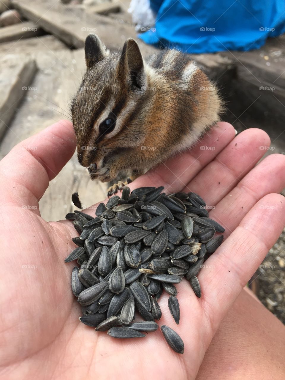 Feeding chipmunks. St Elmo, CO