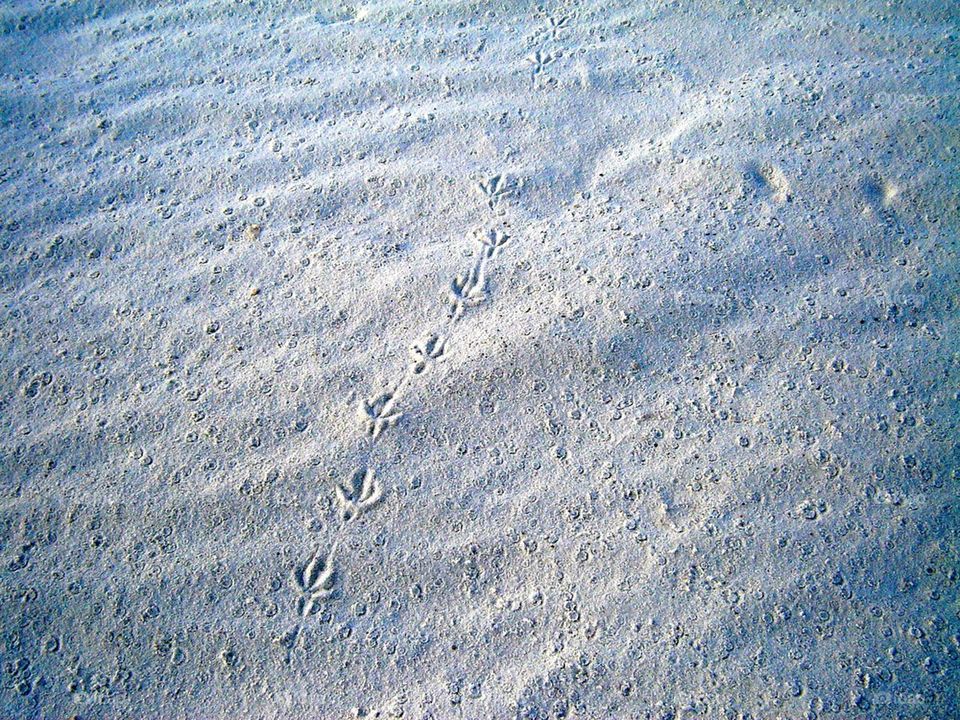 White sands