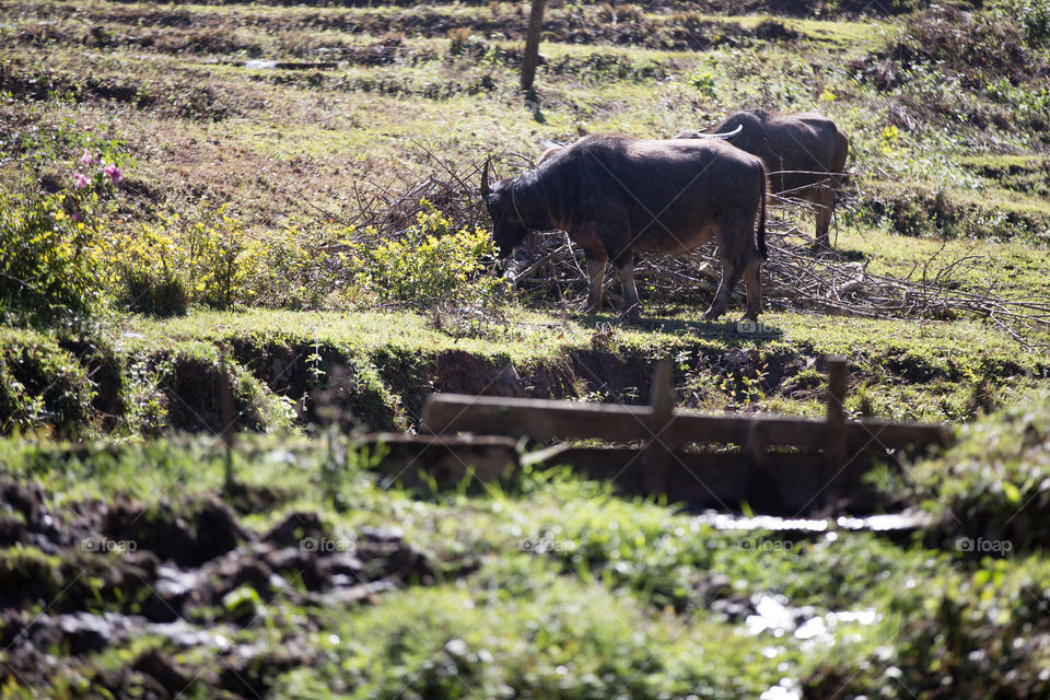 Buffalo in the farm