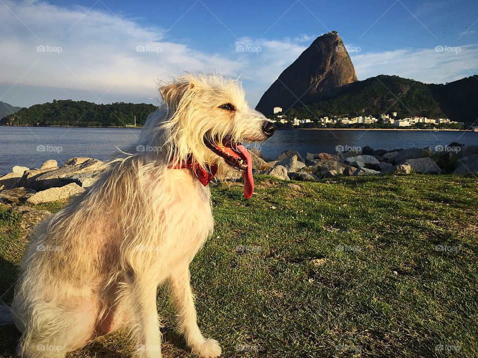 Dog relaxing near Pão de Açúcar ( sugar loaf), in Rio de Janeiro, Brazil