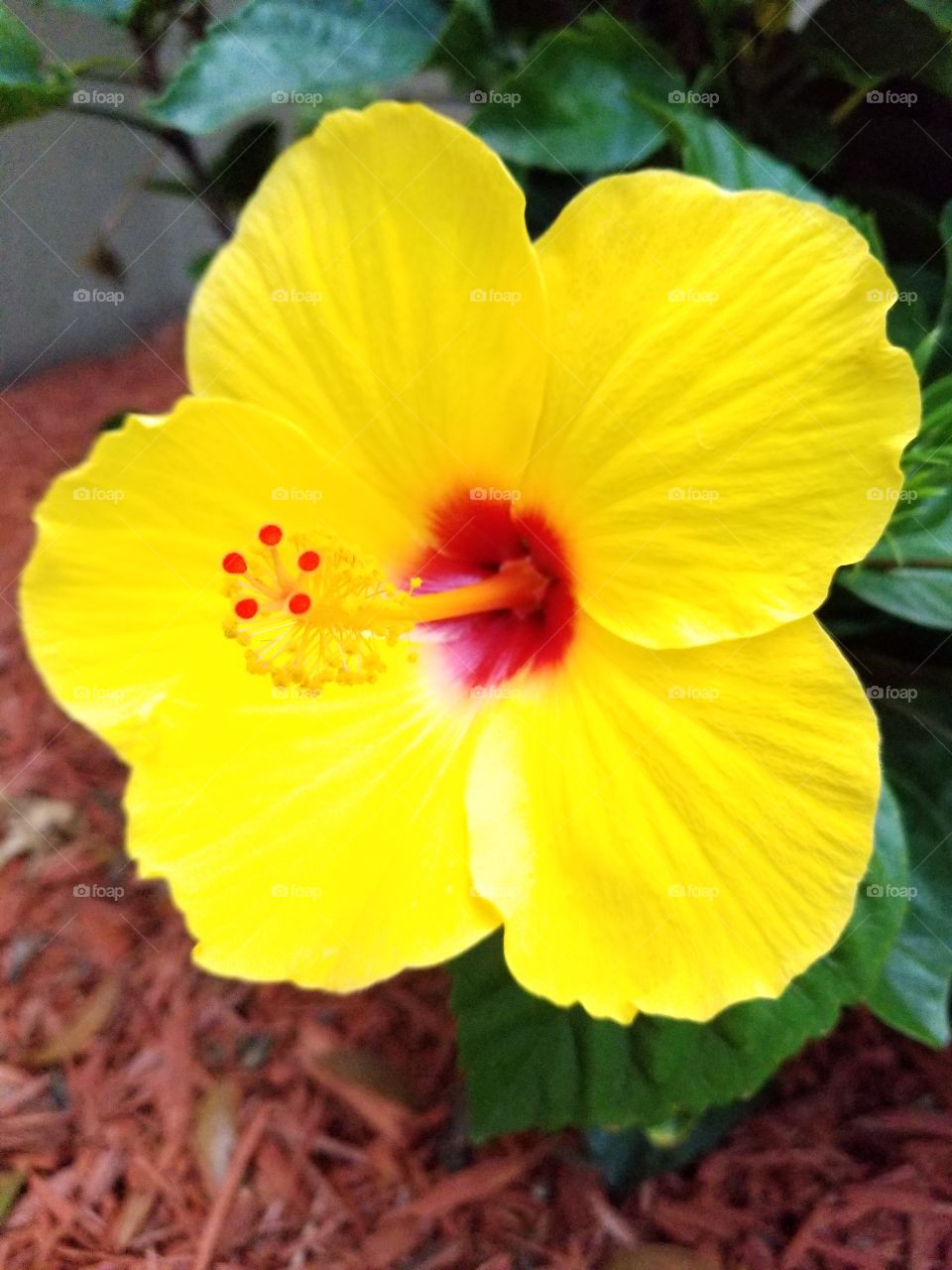 yellow hibiscus