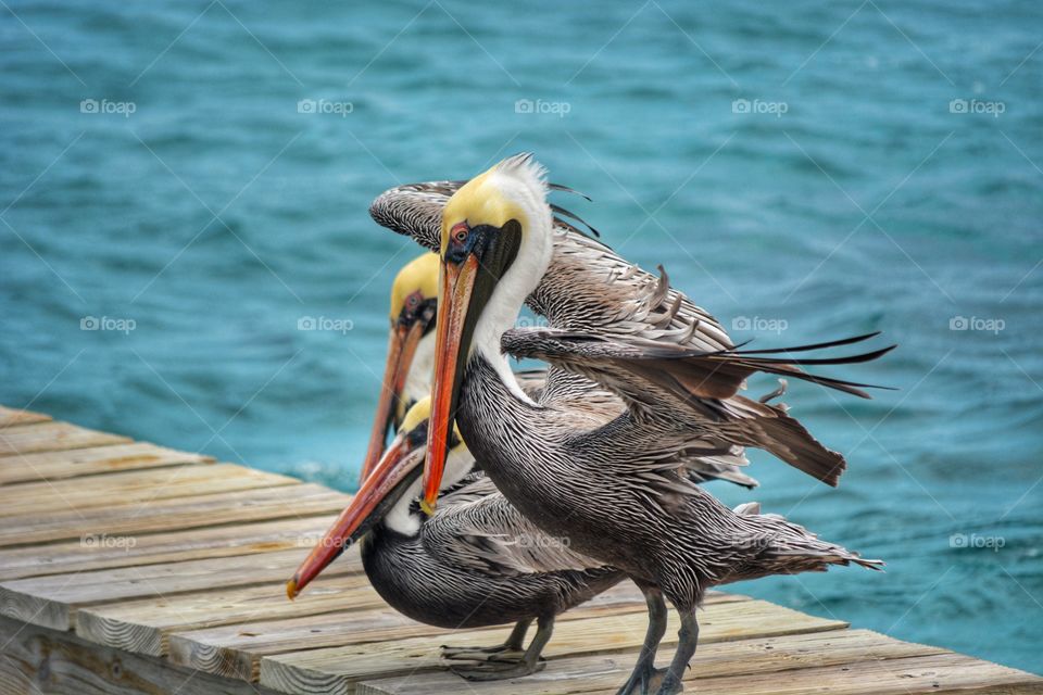 Pelicans