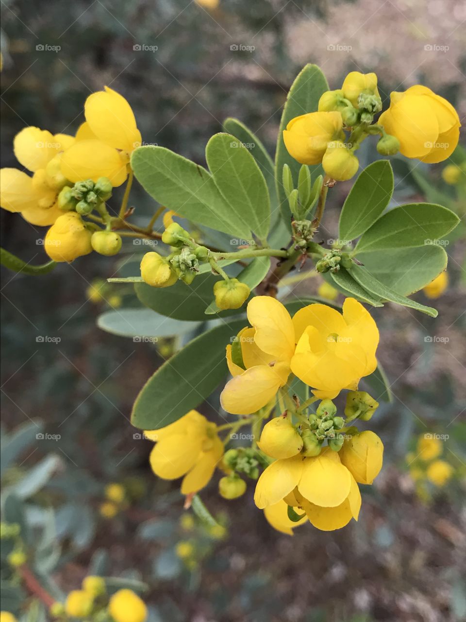 Close-up yellow blossoms