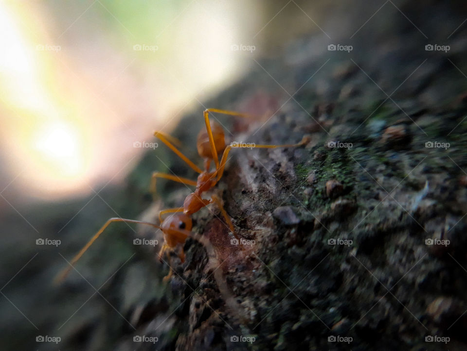 wood ANT