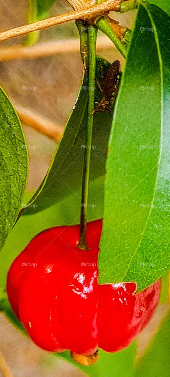 Pitanga is a fruit native to Brazil, found naturally in regions of the Atlantic Forest.