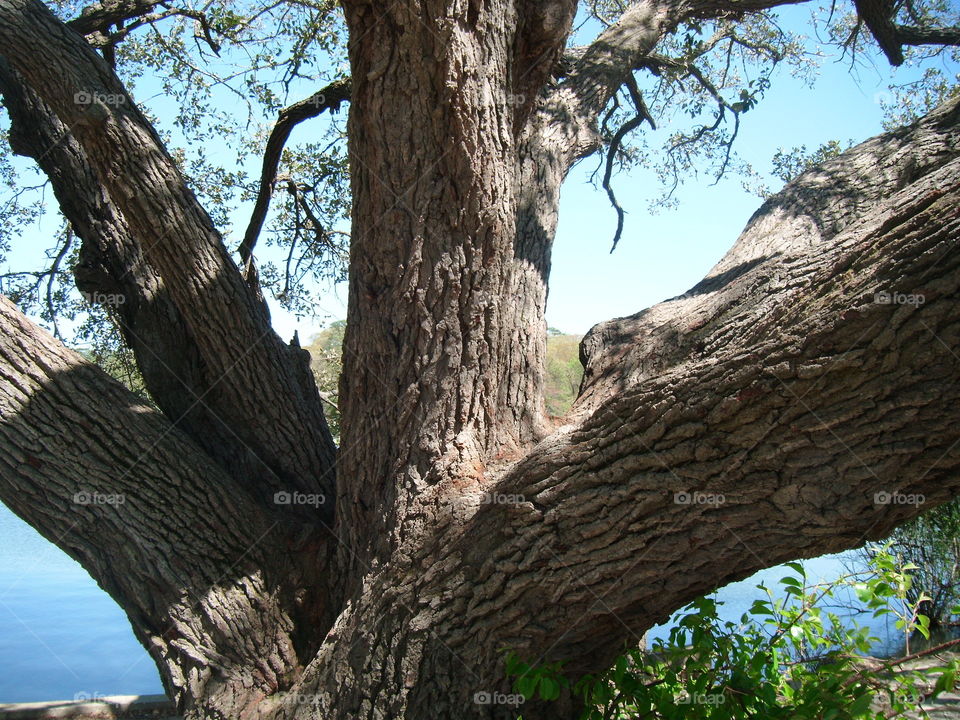 Tree trunk