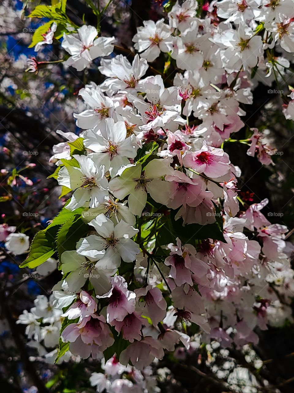 Cherry blossoms are the true sign springtime has arrived, like a beacon warm fun outdoor fun to be had, the sign winter is behind us 