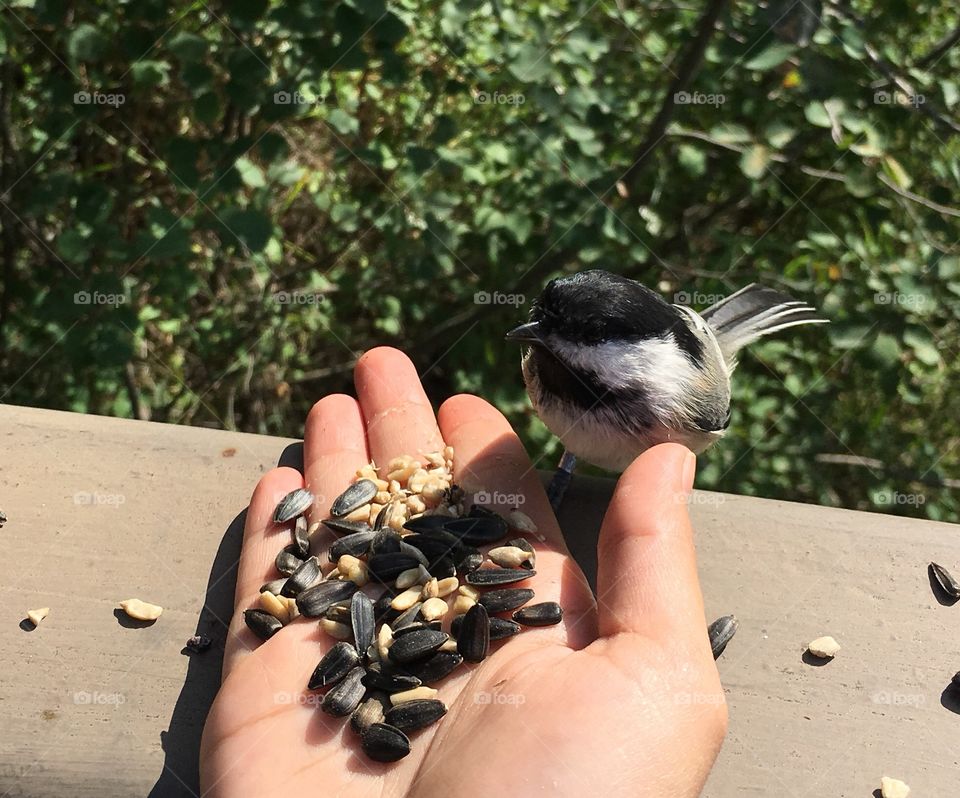 Nature, People, Outdoors, Bird, Little