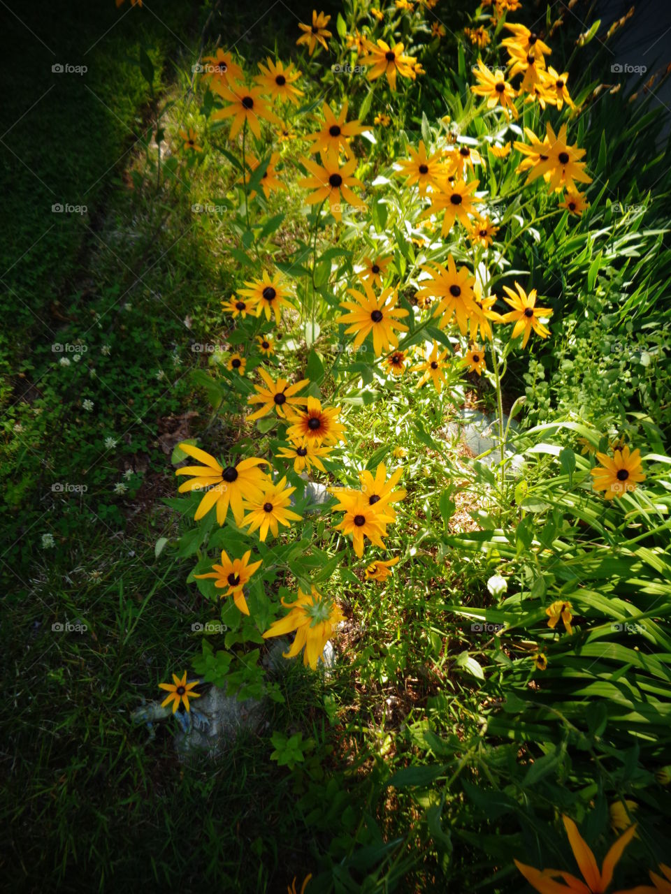 Black Eyed Susan's Afternoon . Late afternoon I saw this picture and took it with my IPhone.