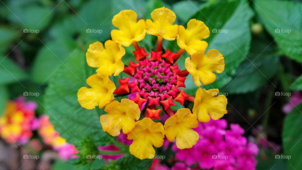 A Yellow Circle of Blooms