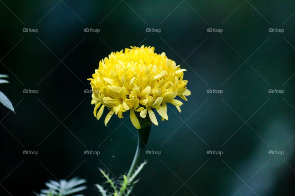 A fresh blooming yellow marigold with blurry background 