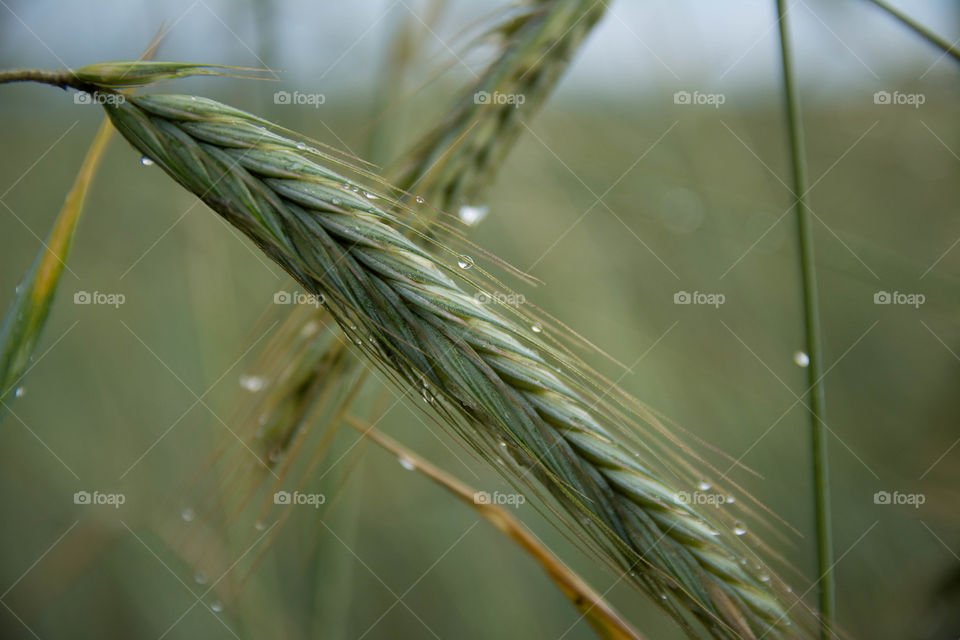 Close-up of barley crop