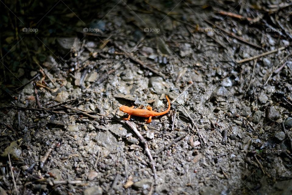 Salamander crosses the dirt
