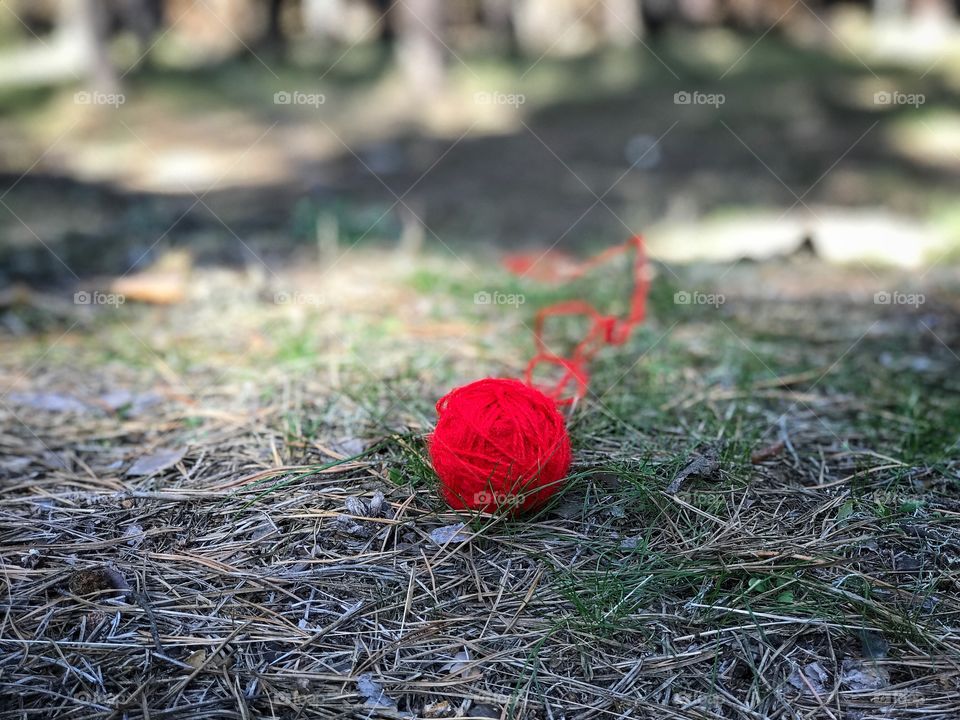 red wool ball of yarn in the middle of the forest, autumn day