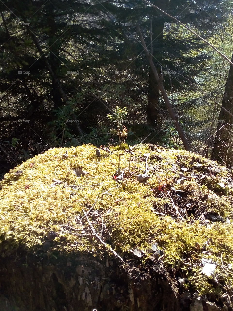 An old fir tree grew on an old stump