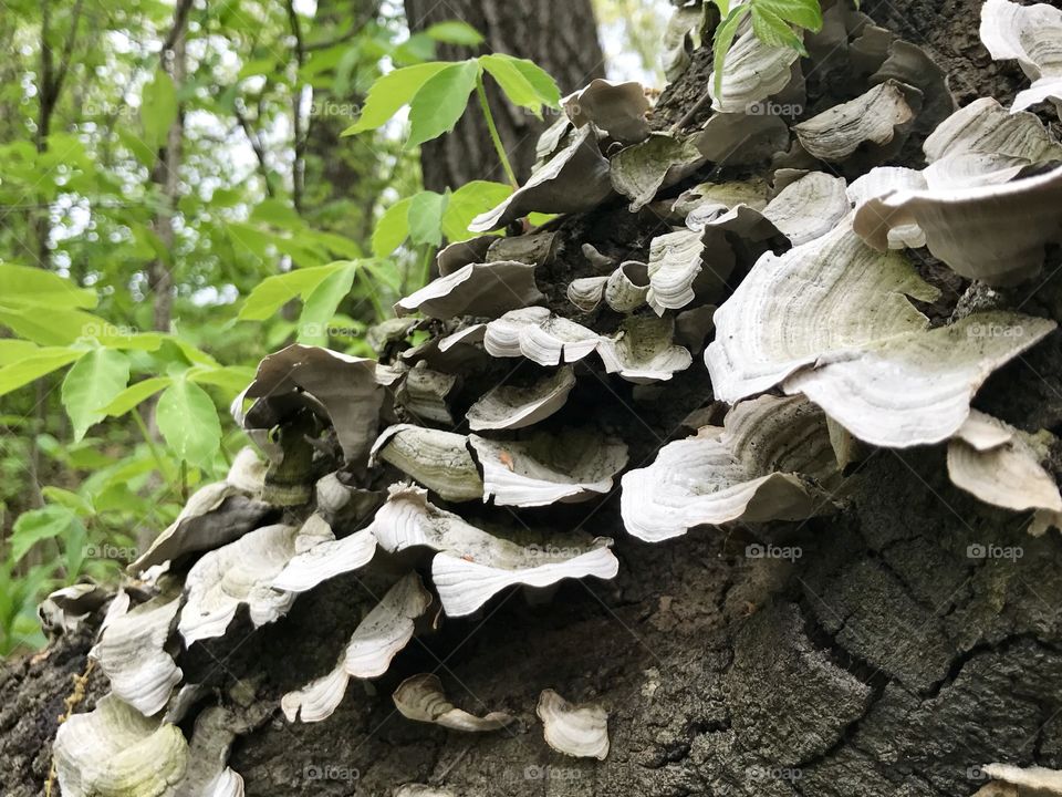 Powell Gardens - Fungus on an old tree