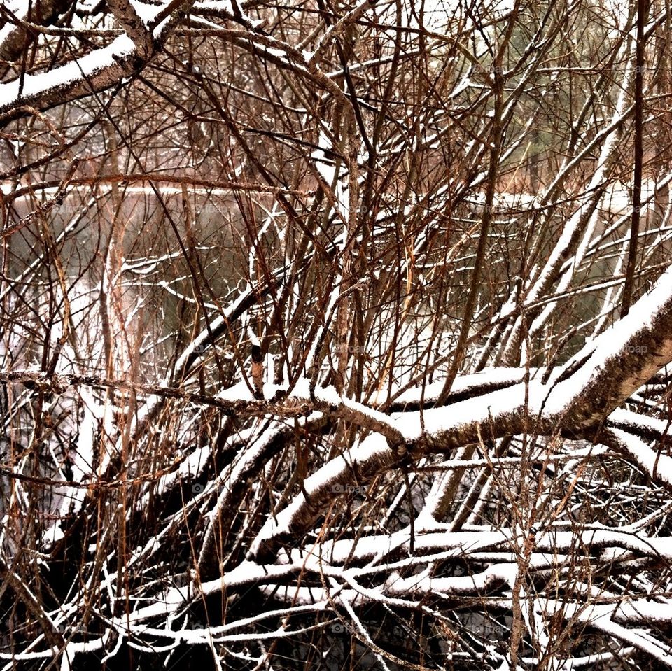 Pond Branches