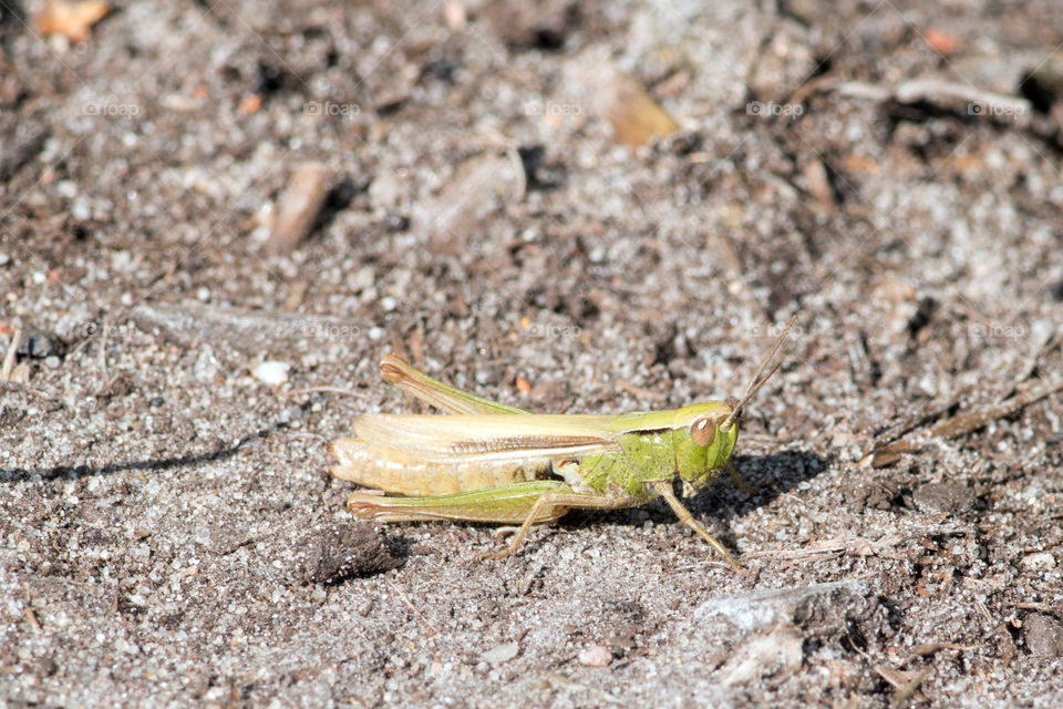 Grasshopper on the ground