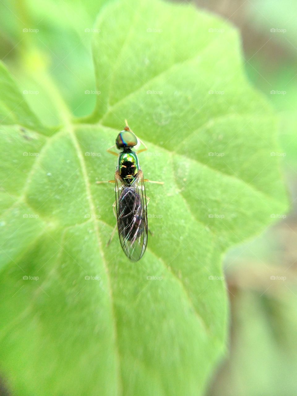 Close-up of insect on leaf