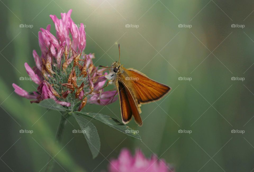 Close-up of butterfly pollinating on flower.