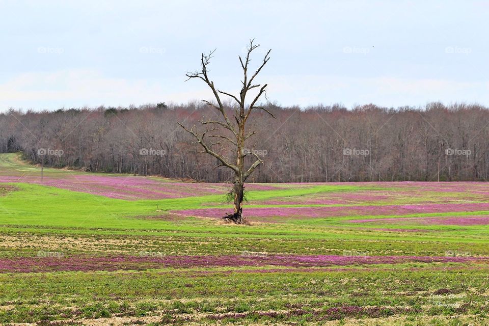 Lonely tree surround by purple flowers