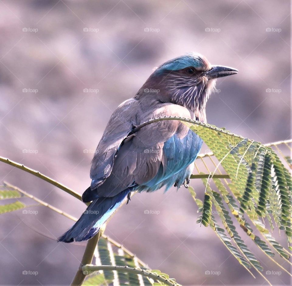Indian Roller
Patna Bird Sanctuary, Etah...near Agra
DOP...18-02-2019