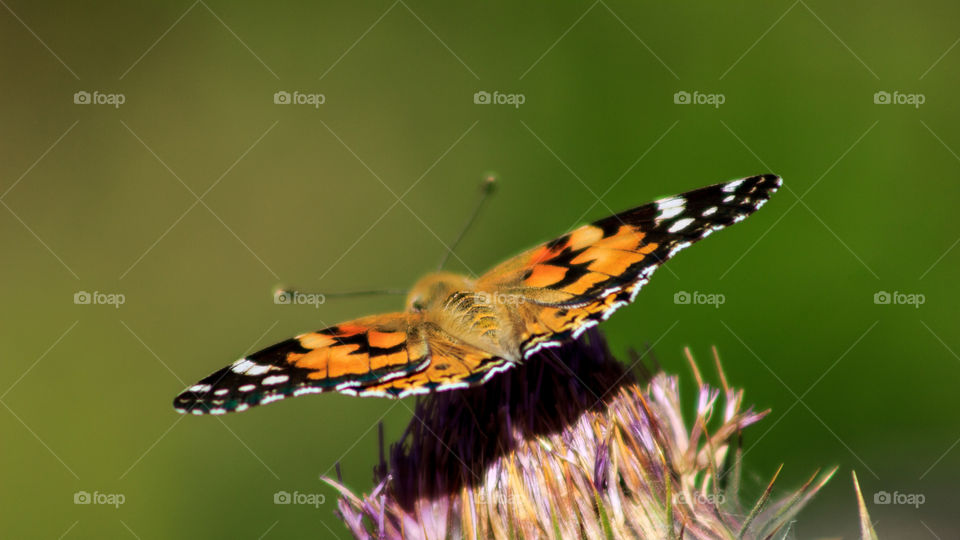 butterfly above the flowers rear view