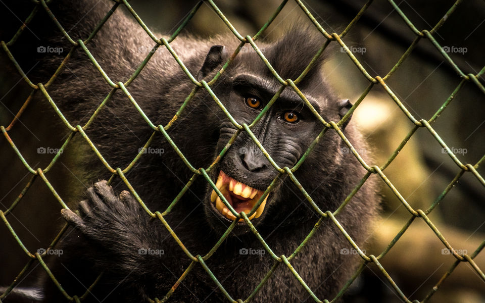 An angry monkey in a cage, perfectly showing its emotion