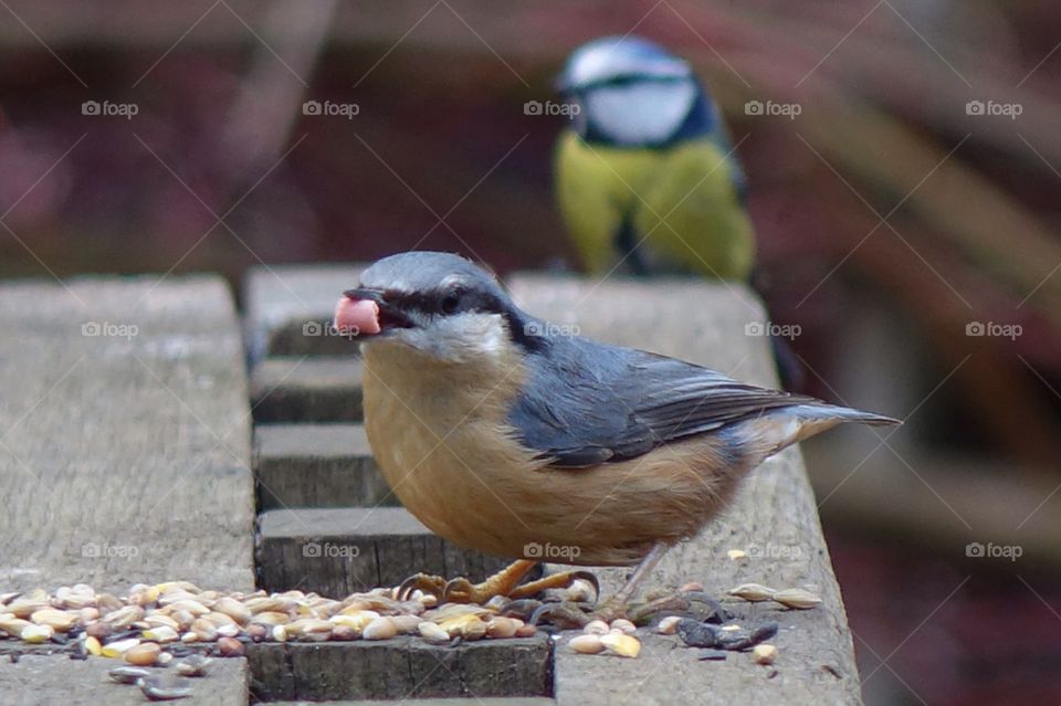 Nuthatch 
