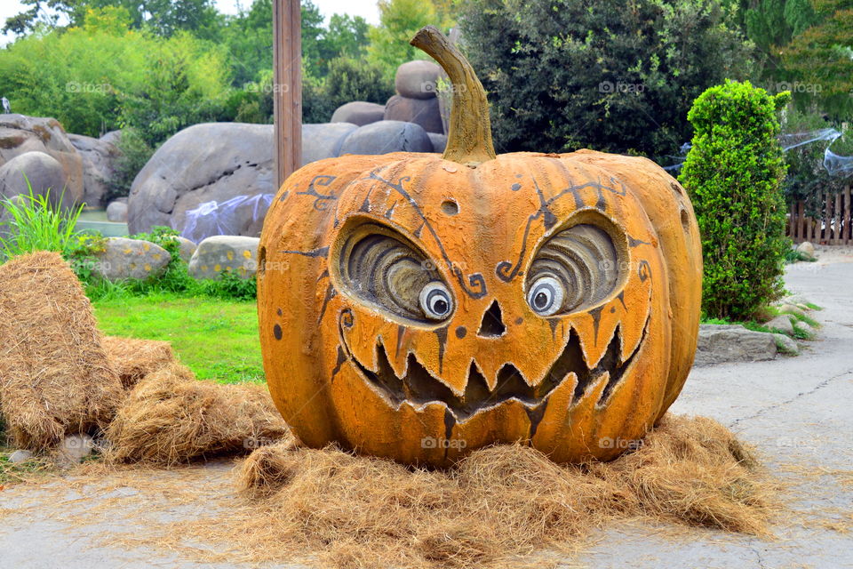 the big pumpkin. autumn