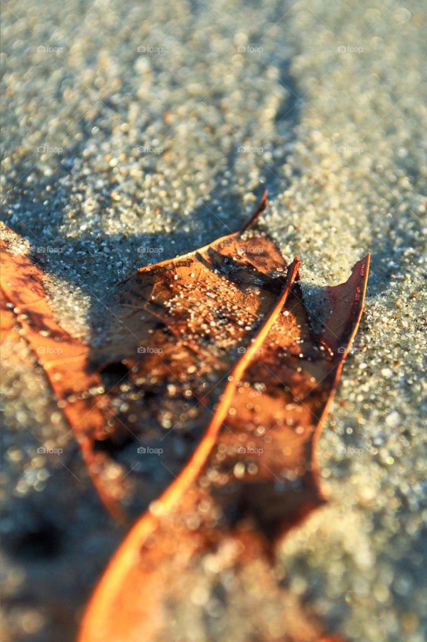 Sandy Leaf