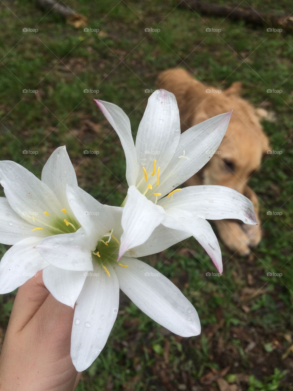 Flowers and puppy.
