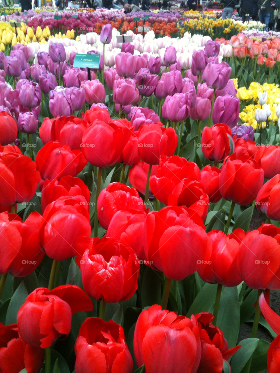 flowers tulips holland keukenhof by StevenFromHolland