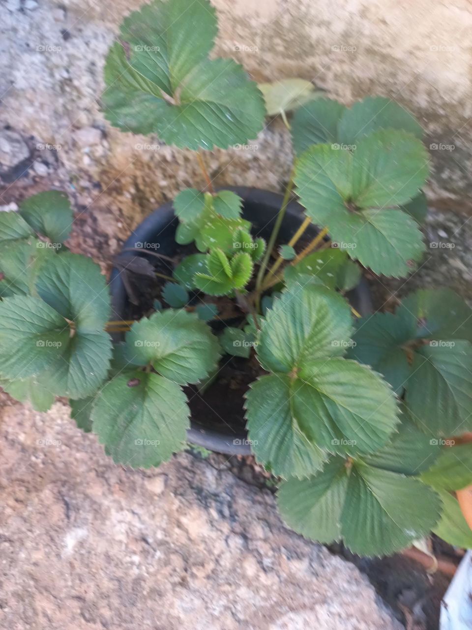 Morangueiro é um arbusto silvestre da família das rosas e tradicional do ocidente europeu, considerada uma planta perene com produção  o ano todo.