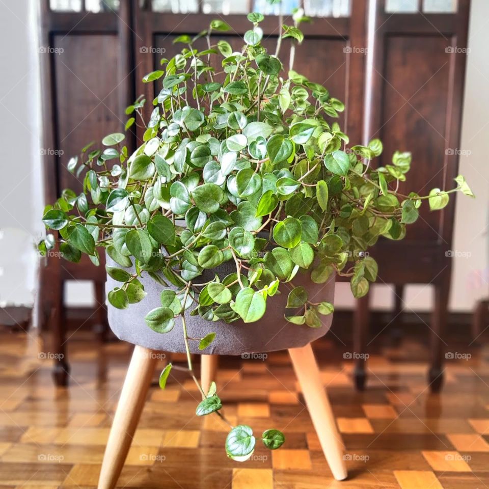 peperomia plant on wood poof